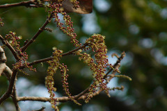 Trewia polycarpa